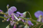 Nakedflower ticktrefoil